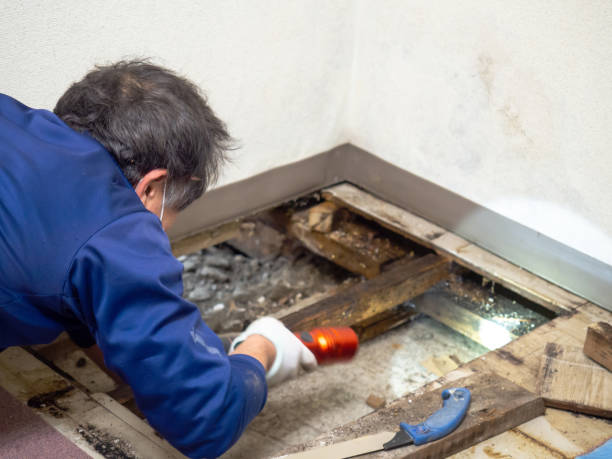 Best White Mold Remediation in San Gabriel, CA