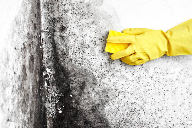 Best Residential Mold Remediation in San Gabriel, CA