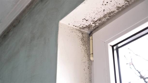San Gabriel, CA Mold Remediation Company