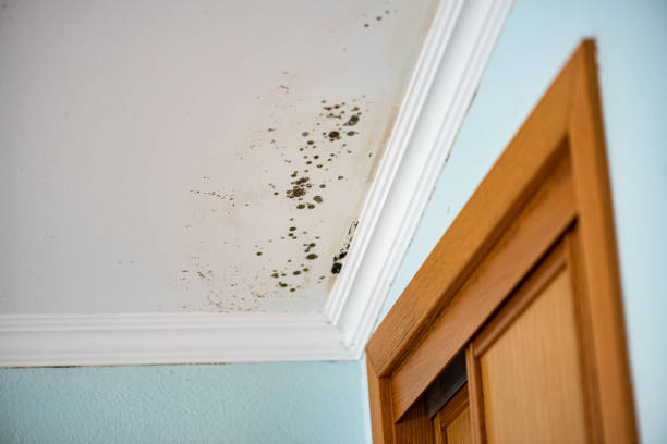 Best Mold Remediation for Specific Building Types in San Gabriel, CA