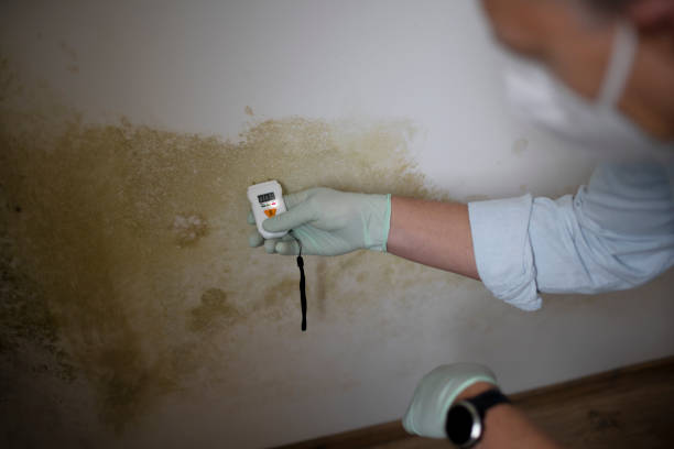 Best Preventive Mold Services in San Gabriel, CA