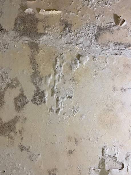 Best HVAC Mold Remediation in San Gabriel, CA