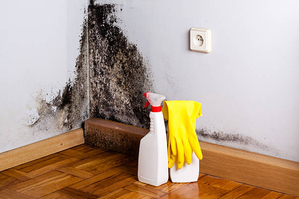Best Emergency Mold Remediation in San Gabriel, CA