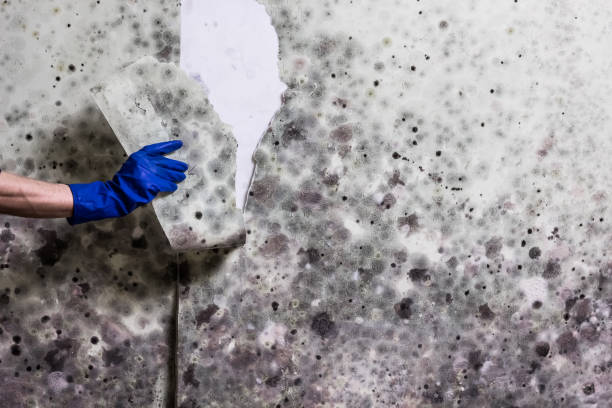 Best Post-Flood Mold Remediation in San Gabriel, CA